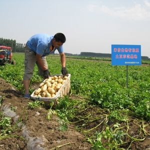 禾信生物有機肥土豆示范基地