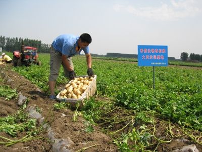 禾信生物有機肥土豆示范基地4.jpg